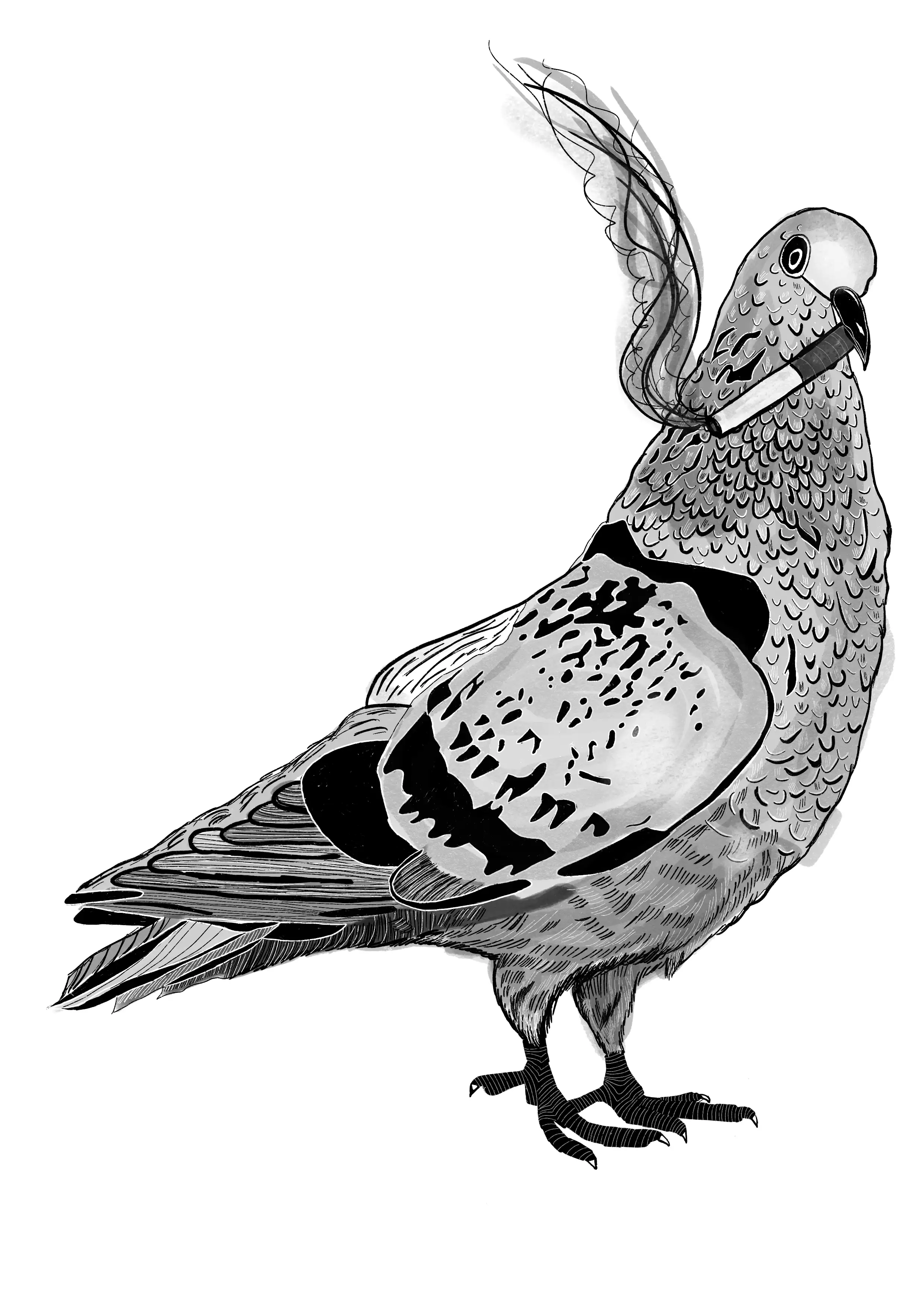 Ink drawing of a pigeon with a lit cigarette in its beak, smoke curling upward. Art by RKV.